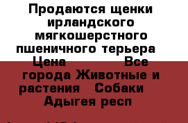 Продаются щенки ирландского мягкошерстного пшеничного терьера › Цена ­ 30 000 - Все города Животные и растения » Собаки   . Адыгея респ.